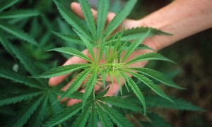 Cannabis plant (Cannabis sativa)