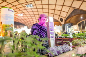 В Праге пройдет фестиваль конопли Cannafest