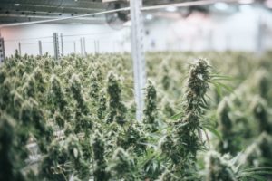 Фоторепортаж: производитель марихуаны номер один в мире Canopy Growth