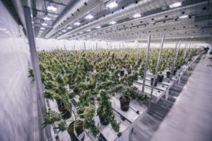 Производитель марихуаны Canopy Growth