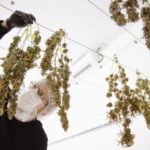 Производитель марихуаны Canopy Growth