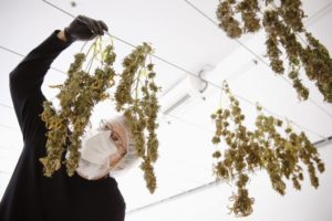 Производитель марихуаны Canopy Growth