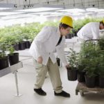 Производитель марихуаны Canopy Growth