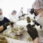 Производитель марихуаны Canopy Growth