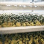 Производитель марихуаны Canopy Growth