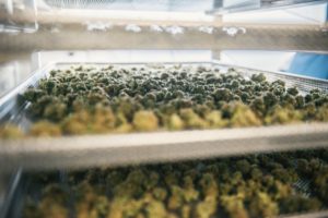 Производитель марихуаны Canopy Growth