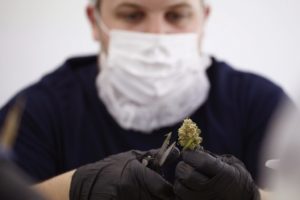 Производитель марихуаны Canopy Growth