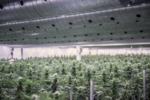 Производитель марихуаны Canopy Growth