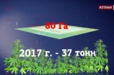 Появление казахстанских лекарств из шуйской конопли пока под вопросом из-за международной конвенции ООН